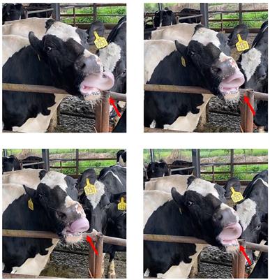 Do cows with stereotypic tongue-rolling behaviour cope better with their environment?